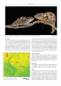 Preview: Chameleons of Africa
